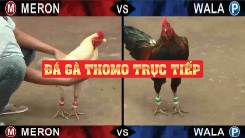 Tìm hiểu về trường gà Thomo tại Campuchia