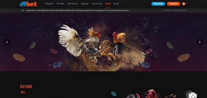 Tại sao lựa chọn đá gà d9bet Tại sao lựa chọn đá gà d9bet